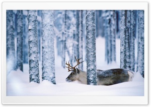 Reindeer Svansele Vsterbotten Sweden Ultra HD Wallpaper for 4K UHD Widescreen desktop, tablet & smartphone