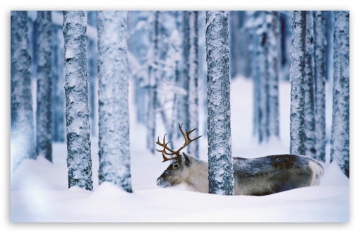 Reindeer Svansele Vsterbotten Sweden UltraHD Wallpaper for Wide 16:10 5:3 Widescreen WHXGA WQXGA WUXGA WXGA WGA ; 8K UHD TV 16:9 Ultra High Definition 2160p 1440p 1080p 900p 720p ; Standard 4:3 5:4 3:2 Fullscreen UXGA XGA SVGA QSXGA SXGA DVGA HVGA HQVGA ( Apple PowerBook G4 iPhone 4 3G 3GS iPod Touch ) ; Tablet 1:1 ; iPad 1/2/Mini ; Mobile 4:3 5:3 3:2 16:9 5:4 - UXGA XGA SVGA WGA DVGA HVGA HQVGA ( Apple PowerBook G4 iPhone 4 3G 3GS iPod Touch ) 2160p 1440p 1080p 900p 720p QSXGA SXGA ;