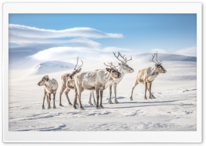 Reindeers Ultra HD Wallpaper for 4K UHD Widescreen desktop, tablet & smartphone