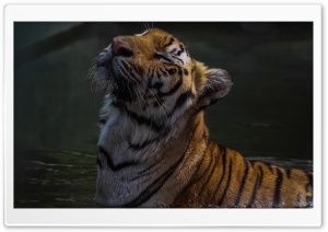 Relaxing Tiger Ultra HD Wallpaper for 4K UHD Widescreen desktop, tablet & smartphone