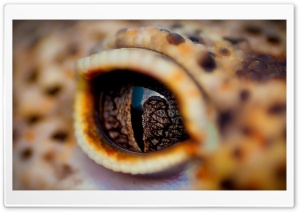 Reptil Eye Macro Ultra HD Wallpaper for 4K UHD Widescreen Desktop, Lockscreen, Screensaver, TV, Tablet, Smartphone