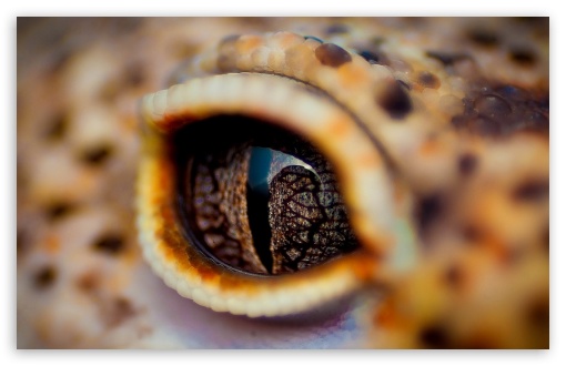 Reptil Eye Macro UltraHD Wallpaper for Widescreen 16:10 ;