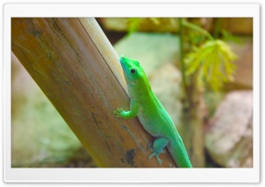 Reptiles Ultra HD Wallpaper for 4K UHD Widescreen desktop, tablet & smartphone