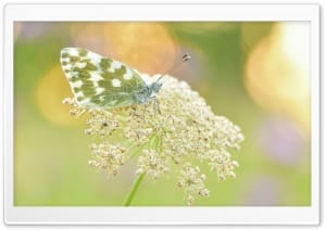 Reseda Butterfly Backlit by the Morning Sun 4K UHD Wallpaper for Widescreen and UltraWide Desktop, UltraHD TV, Smartphone, Tablet