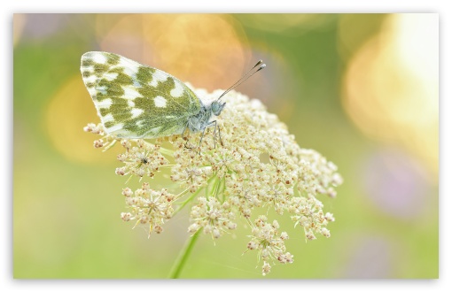 Reseda Butterfly Backlit by the Morning Sun UltraHD Wallpaper for UHD 16:9 ; HD 16:9 ; UltraWide 21:9 24:10 32:10 ; Widescreen 16:10 ; Fullscreen 3:2 ; Tablet 1:1 ; Dual 16:10 ;