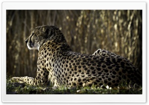 Resting Cheetah Ultra HD Wallpaper for 4K UHD Widescreen desktop, tablet & smartphone