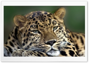 Resting Leopard Ultra HD Wallpaper for 4K UHD Widescreen desktop, tablet & smartphone