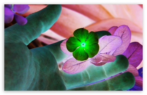 Reversed Colored Flower UltraHD Wallpaper for Widescreen 16:10 ; Fullscreen 4:3 ;