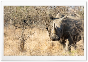 Rhino Animal Ultra HD Wallpaper for 4K UHD Widescreen desktop, tablet & smartphone