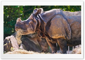Rhino Eating Grass Ultra HD Wallpaper for 4K UHD Widescreen desktop, tablet & smartphone