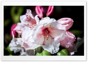 Rhododendron Flowers Macro Ultra HD Wallpaper for 4K UHD Widescreen desktop, tablet & smartphone