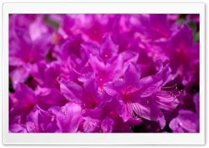 Rhododendron in Japan Ultra HD Wallpaper for 4K UHD Widescreen desktop, tablet & smartphone