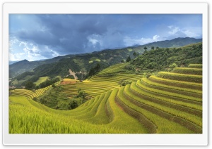 Rice Crop in Vietnam Ultra HD Wallpaper for 4K UHD Widescreen desktop, tablet & smartphone