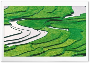 Rice Field Ultra HD Wallpaper for 4K UHD Widescreen desktop, tablet & smartphone
