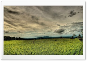 Rice Field HDR Ultra HD Wallpaper for 4K UHD Widescreen desktop, tablet & smartphone