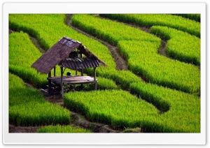 Rice Field Landscape Ultra HD Wallpaper for 4K UHD Widescreen desktop, tablet & smartphone