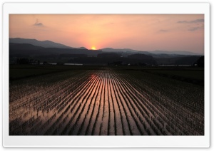 Rice Field Nature Sunset Ultra HD Wallpaper for 4K UHD Widescreen desktop, tablet & smartphone