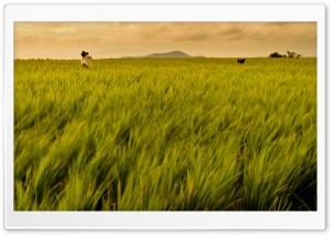 Rice Field Philippines Ultra HD Wallpaper for 4K UHD Widescreen desktop, tablet & smartphone