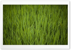 Rice Fields Ultra HD Wallpaper for 4K UHD Widescreen desktop, tablet & smartphone