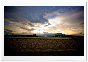 Rice Harvest in Japan Ultra HD Wallpaper for 4K UHD Widescreen desktop, tablet & smartphone