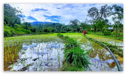 rice paddy UltraHD Wallpaper for HD 16:9 ; UltraWide 21:9 24:10 ;