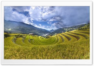Rice Paddy Terraces Ultra HD Wallpaper for 4K UHD Widescreen desktop, tablet & smartphone