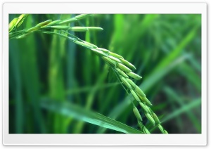 Rice Plant Ultra HD Wallpaper for 4K UHD Widescreen desktop, tablet & smartphone