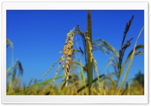 Rice Spikes - Blue Sky Ultra HD Wallpaper for 4K UHD Widescreen desktop, tablet & smartphone