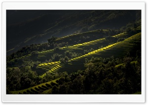 Rice Terraces Vietnam Ultra HD Wallpaper for 4K UHD Widescreen desktop, tablet & smartphone