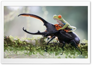 Riding A Beetle Ultra HD Wallpaper for 4K UHD Widescreen desktop, tablet & smartphone