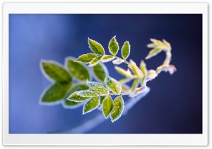 Rime on Green Leaves, Winter Ultra HD Wallpaper for 4K UHD Widescreen desktop, tablet & smartphone