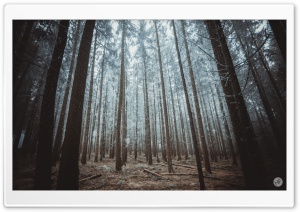 Rime on Trees, Forest Ultra HD Wallpaper for 4K UHD Widescreen desktop, tablet & smartphone