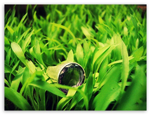 Ring in the grass UltraHD Wallpaper for Fullscreen 4:3 UXGA XGA SVGA ;