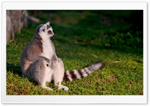 Ring-tailed Lemur Ultra HD Wallpaper for 4K UHD Widescreen desktop, tablet & smartphone