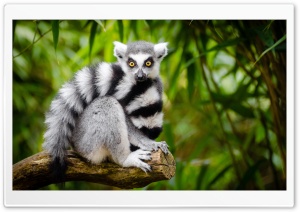 Ring Tailed Lemur Ultra HD Wallpaper for 4K UHD Widescreen desktop, tablet & smartphone