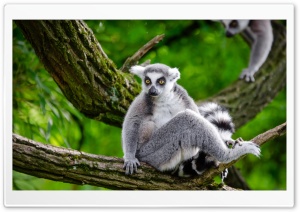 Ring Tailed Lemur in Tree Ultra HD Wallpaper for 4K UHD Widescreen desktop, tablet & smartphone