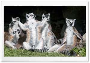 Ring-tailed Lemurs Animals Sunbathing Ultra HD Wallpaper for 4K UHD Widescreen desktop, tablet & smartphone