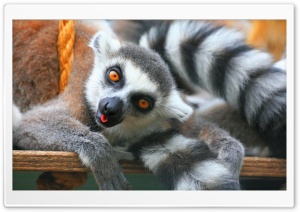 Ring Tailed Lemurs Tropical Wings United Kingdom Ultra HD Wallpaper for 4K UHD Widescreen Desktop, Lockscreen, Screensaver, TV, Tablet, Smartphone