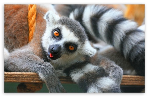 Ring Tailed Lemurs Tropical Wings United Kingdom UltraHD Wallpaper for Widescreen 16:10 5:3 ; Fullscreen 4:3 5:4 3:2 ;