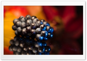 Ripe Blue Grape Ultra HD Wallpaper for 4K UHD Widescreen desktop, tablet & smartphone