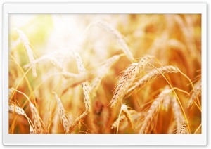 Ripe Wheat Ears Ultra HD Wallpaper for 4K UHD Widescreen desktop, tablet & smartphone