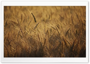 Ripe Wheat Field, Summer Ultra HD Wallpaper for 4K UHD Widescreen desktop, tablet & smartphone