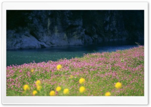 River Bank Flowers Ultra HD Wallpaper for 4K UHD Widescreen desktop, tablet & smartphone