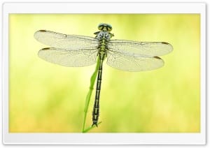 River Clubtail Dragonfly Rare Find 4K UHD Wallpaper for Widescreen and UltraWide Desktop, UltraHD TV, Smartphone, Tablet