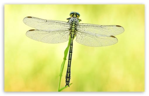 River Clubtail Dragonfly Rare Find UltraHD Wallpaper for UHD 16:9 ; HD 16:9 ; UltraWide 21:9 24:10 32:9 32:10 ; Widescreen 16:10 ; Fullscreen 3:2 ; Dual 16:10 16:9 ;