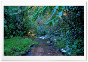 River in the forest Ultra HD Wallpaper for 4K UHD Widescreen Desktop, Lockscreen, Screensaver, TV, Tablet, Smartphone