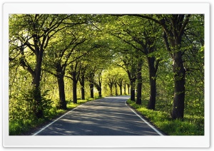 Road Among Trees Ultra HD Wallpaper for 4K UHD Widescreen desktop, tablet & smartphone