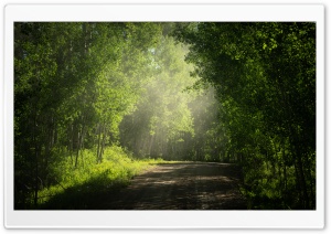 Road, Aspens Trees in Colorado Summer Ultra HD Wallpaper for 4K UHD Widescreen desktop, tablet & smartphone