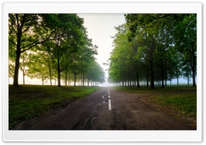 Road, Green Trees, Fog Ultra HD Wallpaper for 4K UHD Widescreen desktop, tablet & smartphone