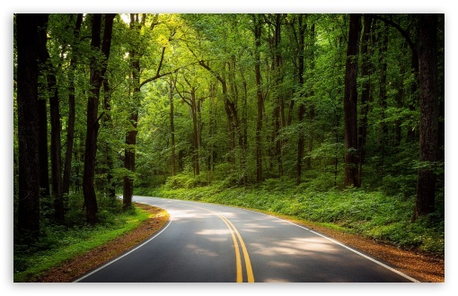 Road, Green Trees, Forest Ultra HD Desktop Background Wallpaper for 4K UHD  TV : Widescreen & UltraWide Desktop & Laptop : Tablet : Smartphone